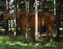 Dosya adı : horse_illusion.jpg
Dosya boyutu : 90KB
Boyutları : 649x500
Eklenme tarihi : 15 Mar 2006 horse_illusion.jpg