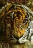 tiger_illusion.jpg