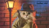 DETECCAT.JPG