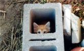 tugla_kedi.jpg