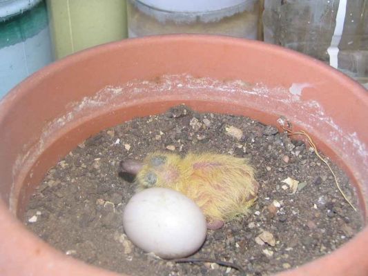 Tam boy resmi grebilmek iin tklayn
 ============== 
