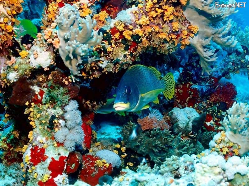 Bu pencereyi kapatmak i�in resime klikleyin