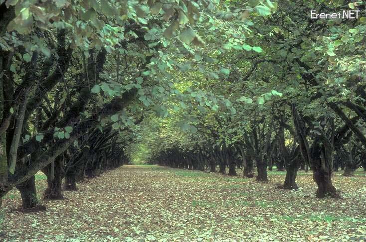 Bu pencereyi kapatmak i�in resime klikleyin