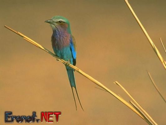 Tam boy resmi g�rebilmek i�in t�klay�n
 ============== 
