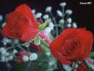 Dosya adı : erenet8.JPG
Dosya boyutu : 80KB
Boyutları : 800x600
Eklenme tarihi : 06 Şub 2006 erenet8.JPG
