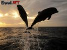 Dosya adı : erenet_wallpaper_01 (1).jpg
Dosya boyutu : 117KB
Boyutları : 800x600
Eklenme tarihi : 09 Tem 2007 erenet_wallpaper_01 (1).jpg