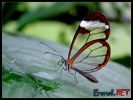 erenet_wallpaper_01 (10).jpg