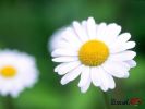 Dosya adı : erenet_wallpaper_01 (8).jpg
Dosya boyutu : 69KB
Boyutları : 1024x768
Eklenme tarihi : 09 Tem 2007 erenet_wallpaper_01 (8).jpg